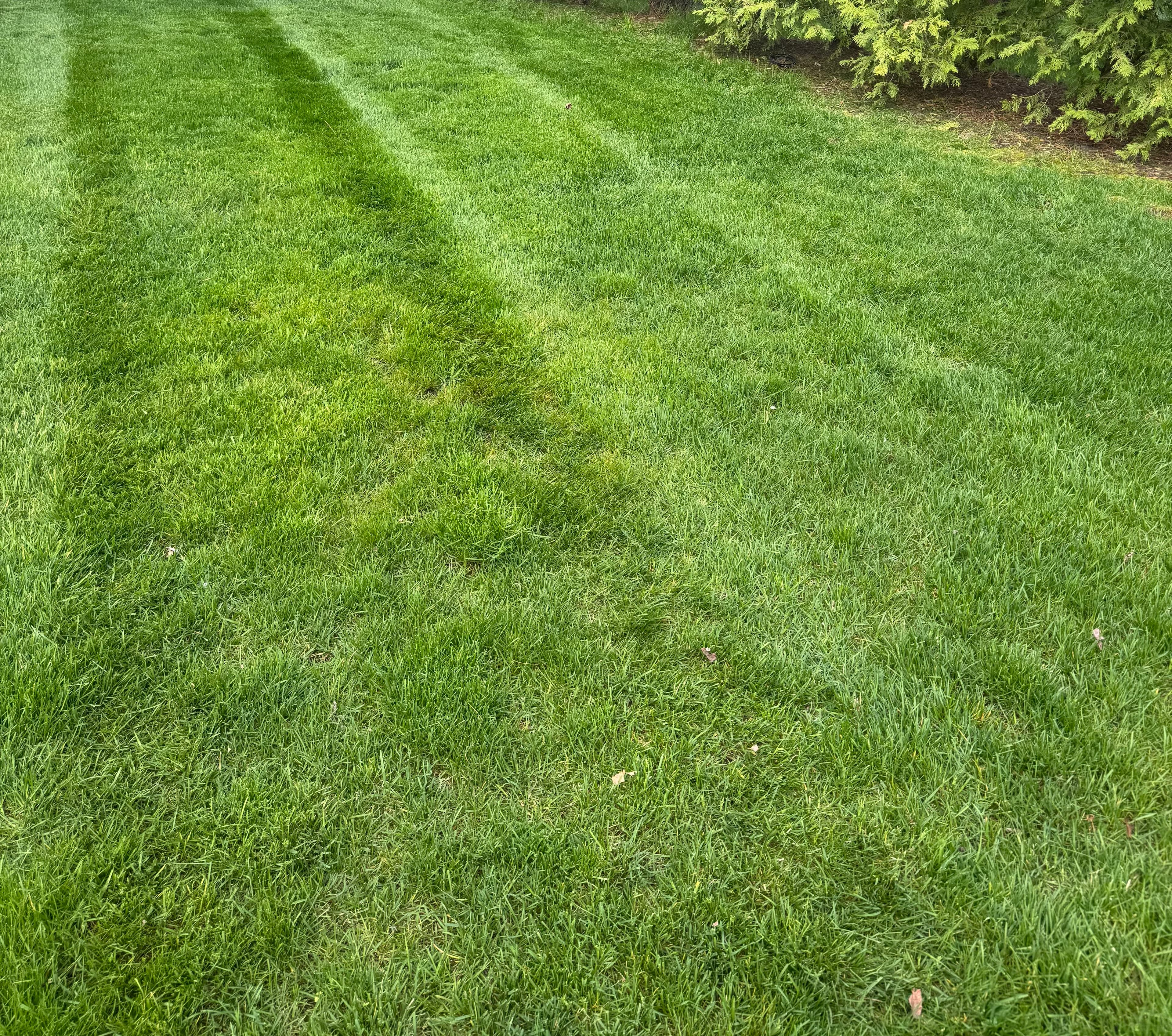 Freshly cut lawn with stripe pattern and stone border landscaping โ Macomb County Michigan