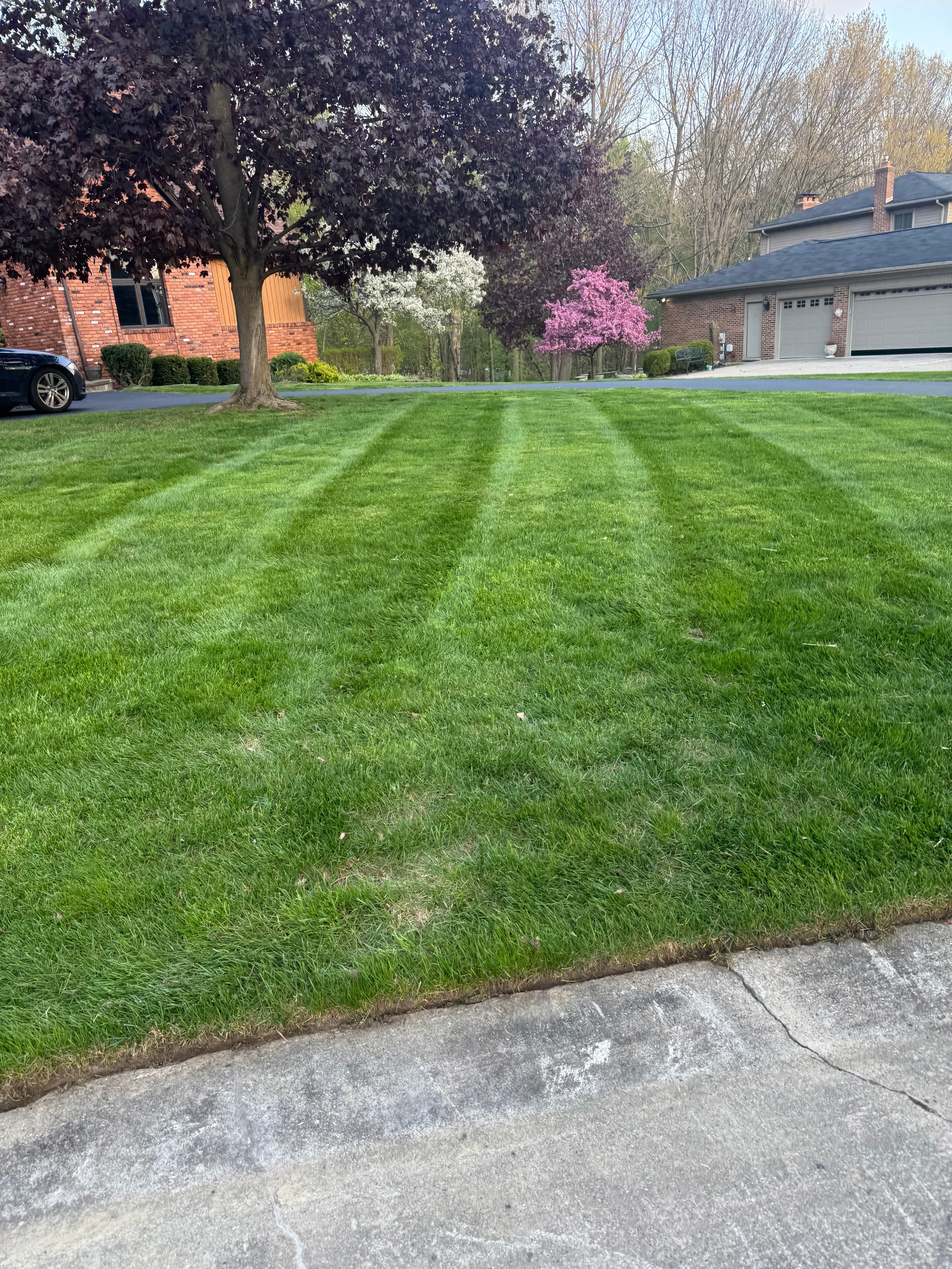 Front lawn mowing with clean edge along sidewalk and spring flowering trees โ Macomb County Michigan