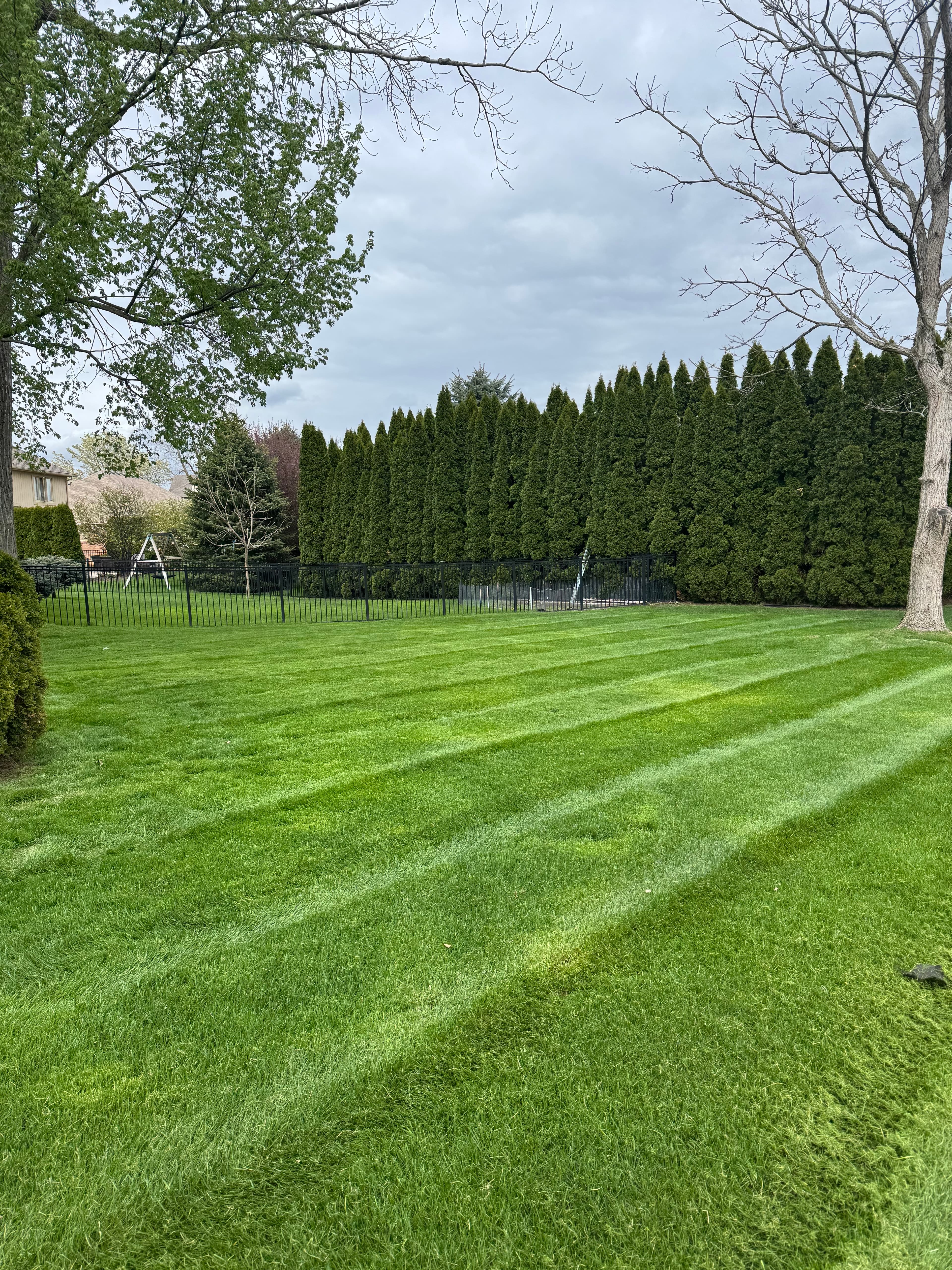 Professional lawn mowing along arborvitae hedge and iron fence in Washington Township Michigan